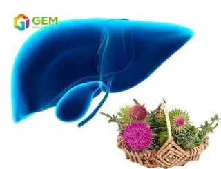 Milk Thistle Extract: Silymarin Specifications and Sourcing Guide