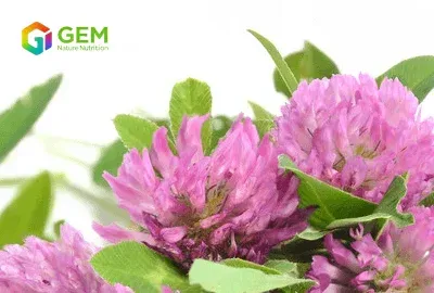 Red Clover Extract: Isoflavone Profile and B2B Formulation Guide