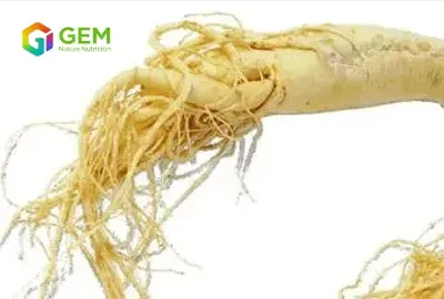 Ginseng Extract: Ginsenoside Profile and B2B Sourcing Guide