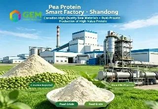 Pea Protein Supply in China: Processing and B2B Sourcing Guide